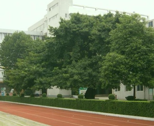 成都石室錦城外國語學校地理位置在哪里？